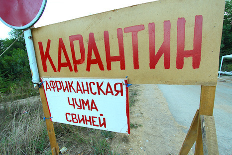 В Хмельницкой области зафиксирована вспышка африканской чумы В Хмельницкой области зафиксирована вспышка африканской чумы